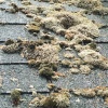 ACleanerChoice.com  Dirty Roof 0031